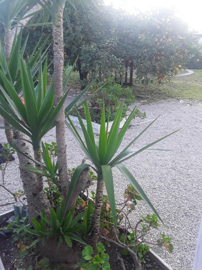 Garden Green Da Virna Torre Annunziata Luaran gambar